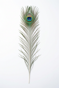 Large Mayur Pankh Single 60-70cm