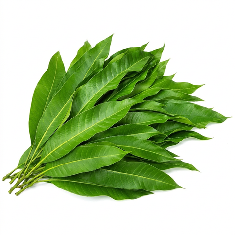 Mango Leaves for Puja – Pack of 10