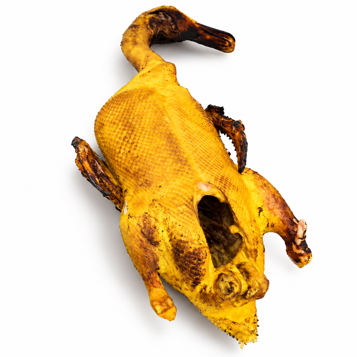 Whole Muscovy duck on white background