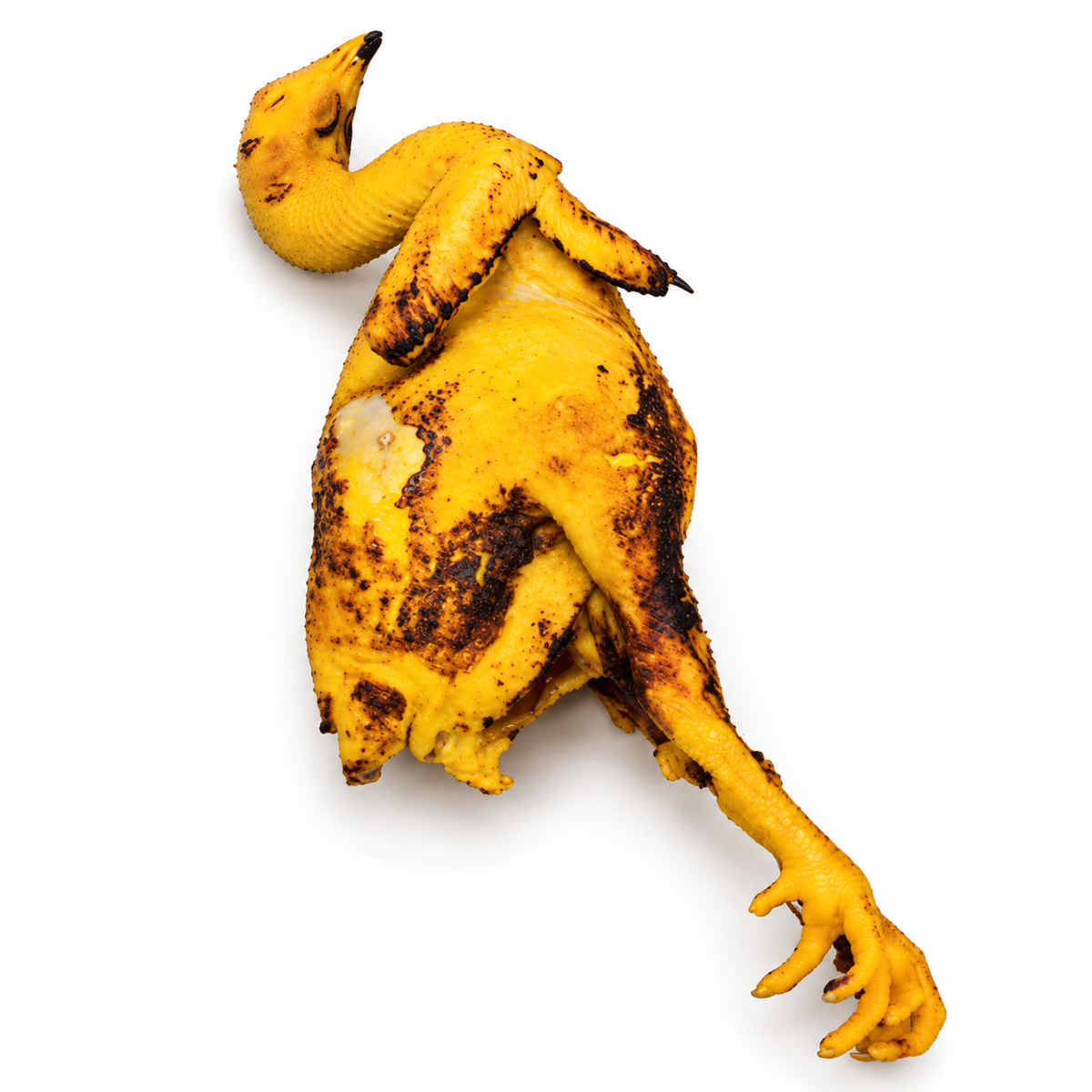 Whole rooster (Jungli Murga) on white background